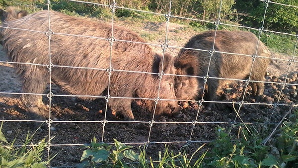 afrasteringssystemen, bouw van hertenboerderijen, uitgebreide dienstverlening, afrastering van grote gebieden in Polen