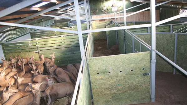 afrasteringssystemen, bouw van hertenboerderijen, uitgebreide dienstverlening, afrastering van grote gebieden in Polen
