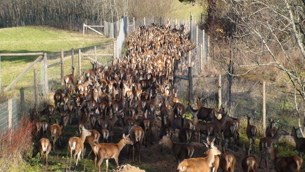 afrasteringssystemen, bouw van hertenboerderijen, uitgebreide dienstverlening, afrastering van grote gebieden in Polen