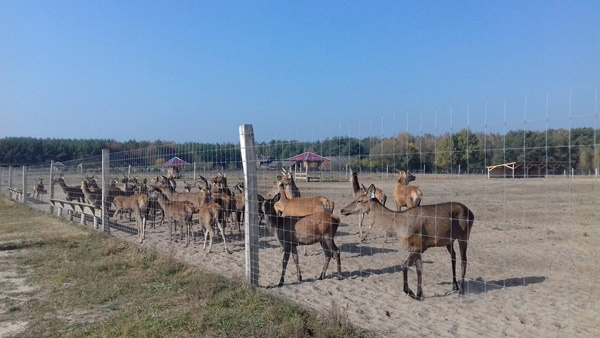 afrasteringssystemen, bouw van hertenboerderijen, uitgebreide dienstverlening, afrastering van grote gebieden in Polen