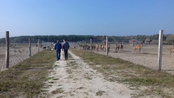 afrasteringssystemen, bouw van hertenboerderijen, uitgebreide dienstverlening, afrastering van grote gebieden in Polen
