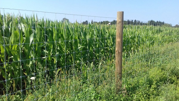 afrasteringssystemen, bouw van hertenboerderijen, uitgebreide dienstverlening, afrastering van grote gebieden in Polen