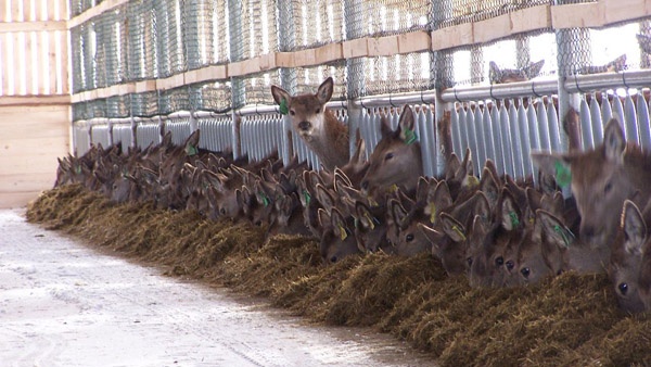 afrasteringssystemen, bouw van hertenboerderijen, uitgebreide dienstverlening, afrastering van grote gebieden in Polen