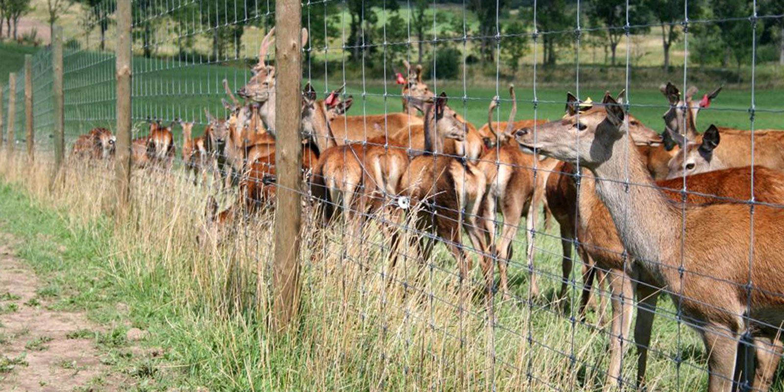 afrasteringssystemen, bouw van hertenboerderijen, uitgebreide dienstverlening, afrastering van grote gebieden in Polen